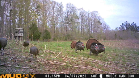 TN Hunter’s Paradise with Food Plots & Prime Wildlife Habitat - image 38