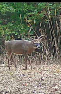 TN Hunter’s Paradise with Food Plots & Prime Wildlife Habitat - image 36
