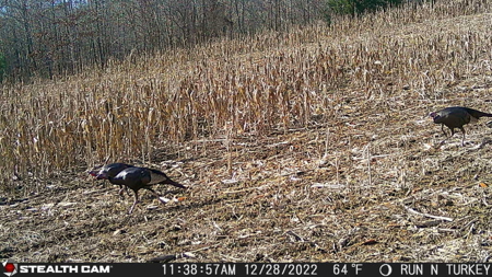 TN Hunter’s Paradise with Food Plots & Prime Wildlife Habitat - image 43