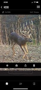 TN Hunter’s Paradise with Food Plots & Prime Wildlife Habitat - image 32