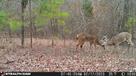TN Hunter’s Paradise with Food Plots & Prime Wildlife Habitat - image 41