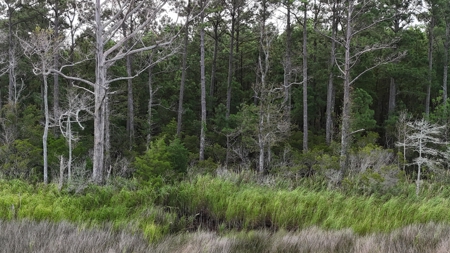 Waterfront Lot for Sale Beaufort NC - image 11