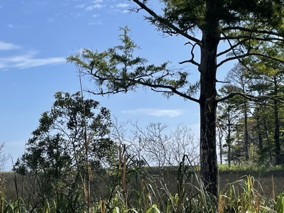 Waterfront Lot for Sale Beaufort NC - image 24