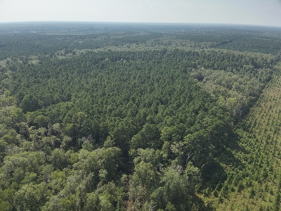 Planted Pine w/ Hardwood Hunting Areas for sale near Camden, AR - image 2