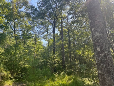 Planted Pine w/ Hardwood Hunting Areas for sale near Camden, AR - image 7