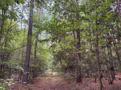 Planted Pine w/ Hardwood Hunting Areas for sale near Camden, AR - image 6