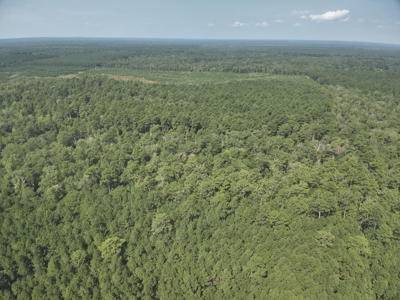 Planted Pine w/ Hardwood Hunting Areas for sale near Camden, AR - image 1