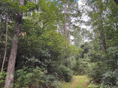 Planted Pine w/ Hardwood Hunting Areas for sale near Camden, AR - image 4