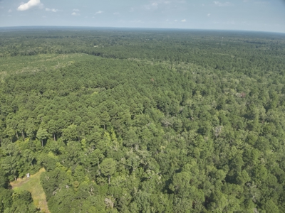 Planted Pine w/ Hardwood Hunting Areas for sale near Camden, AR - image 3