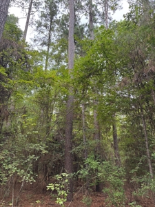 Planted Pine w/ Hardwood Hunting Areas for sale near Camden, AR - image 5