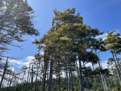 Waterfront Homesite for Sale Beaufort, NC - image 26