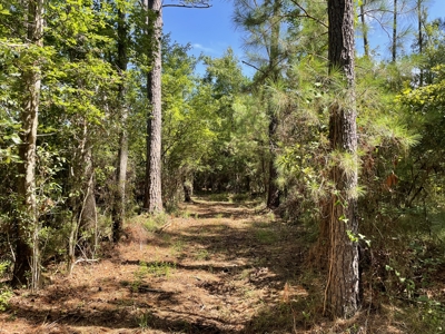 Waterfront Homesite for Sale Beaufort, NC - image 20