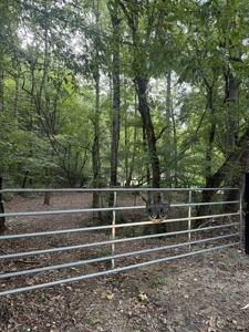 Country Home for Sale in Lewis County, Tennessee - image 32