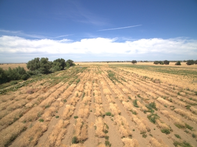 Farm Land in West Sacramento, Yolo County for Sale - image 11