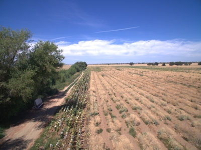 Farm Land in West Sacramento, Yolo County for Sale - image 6