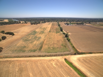 Farm Land in West Sacramento, Yolo County for Sale - image 8