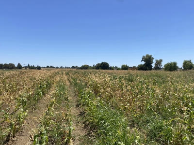 Farm Land in West Sacramento, Yolo County for Sale - image 5