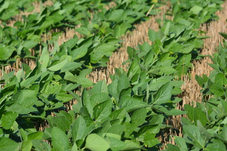 Income Producing Farm in Osage County Kansas - image 5