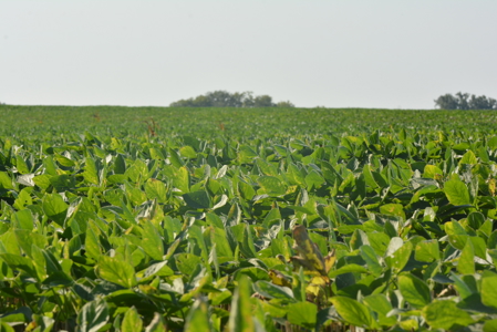 Income Producing Farm in Osage County Kansas - image 15