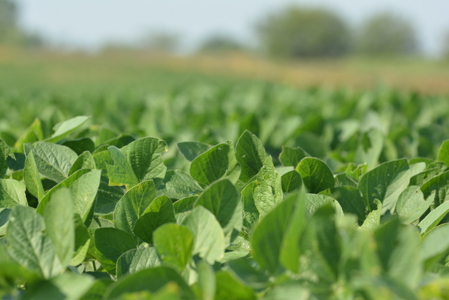 Income Producing Farm in Osage County Kansas - image 3