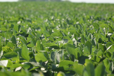 Income Producing Farm in Osage County Kansas - image 16