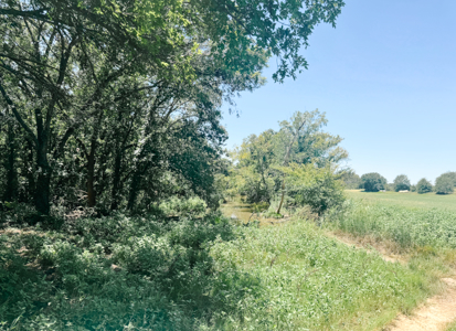 77± Acre Texas Ranch for Sale in Rising Star, TX - image 24