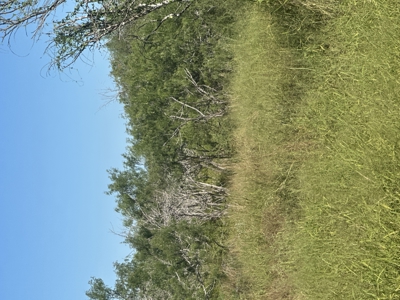 260± Acres Hunting Land for Sale | Mathis, TX Wildlife Ranch - image 10