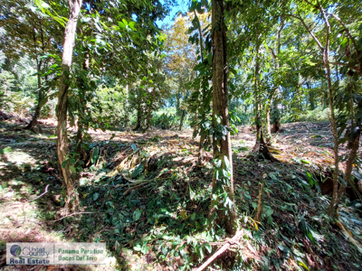Land for Sale, Bocas del Toro - Near Town and Beaches - image 1