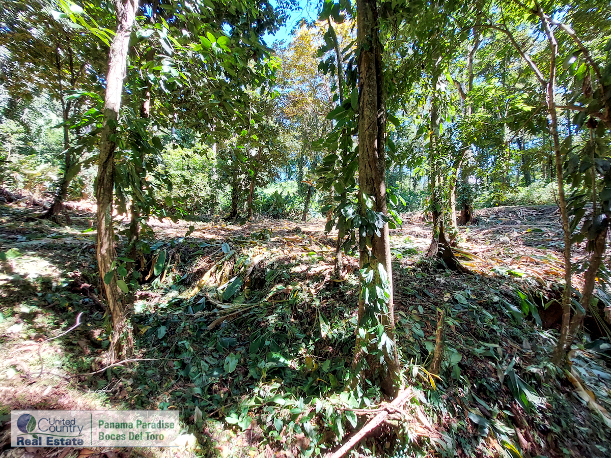 1,120 m² Lot with Road & Water Access — Isla Colón - 2