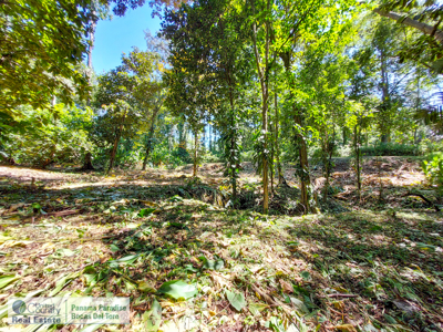 Land for Sale, Bocas del Toro - Near Town and Beaches - image 5