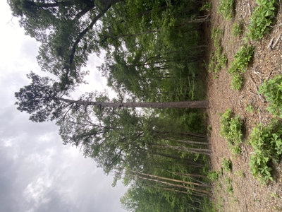 East TX Recreational Hunting Land for Sale near Tyler TX Smith Co - image 24