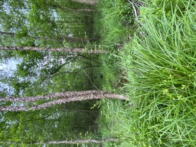 East TX Recreational Hunting Land for Sale near Tyler TX Smith Co - image 25