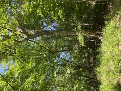 East TX Recreational Hunting Land for Sale near Tyler TX Smith Co - image 17