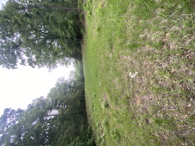 East TX Recreational Hunting Land for Sale near Tyler TX Smith Co - image 4