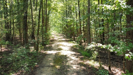 East TX Recreational Hunting Land for Sale near Tyler TX Smith Co - image 7