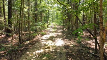 East TX Recreational Hunting Land for Sale near Tyler TX Smith Co - image 8