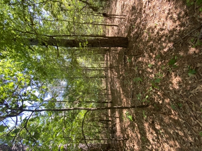 East TX Recreational Hunting Land for Sale near Tyler TX Smith Co - image 18