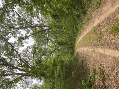 East TX Recreational Hunting Land for Sale near Tyler TX Smith Co - image 20