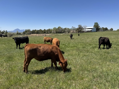 Your Own Slice of Hay-Producing Heaven - image 29