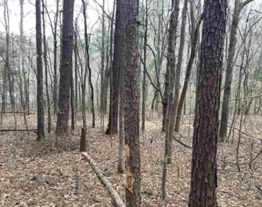 Commercial Land In Conecuh County, Evergreen AL - image 5