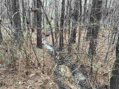 Commercial Land In Conecuh County, Evergreen AL - image 10