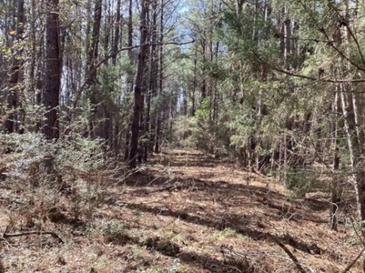 Commercial Land In Conecuh County, Evergreen AL - image 8