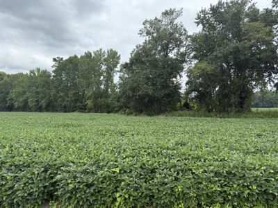 59 Acres of Farmland & Timberland in Rural NC - Great Hunting - image 6