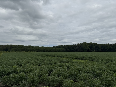 59 Acres of Farmland & Timberland in Rural NC - Great Hunting - image 10