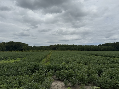 59 Acres of Farmland & Timberland in Rural NC - Great Hunting - image 9