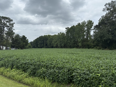 59 Acres of Farmland & Timberland in Rural NC - Great Hunting - image 5