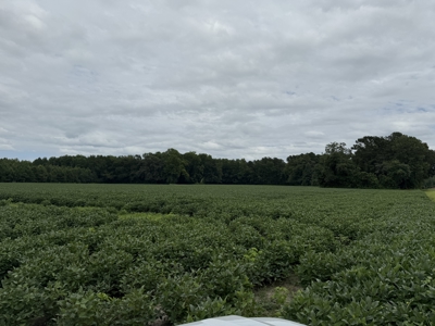 59 Acres of Farmland & Timberland in Rural NC - Great Hunting - image 11