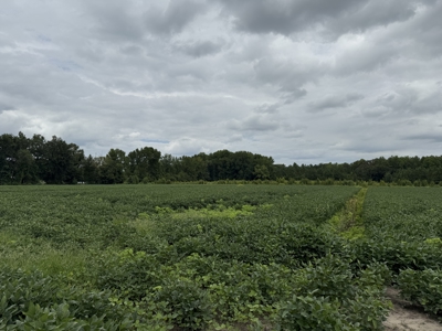 59 Acres of Farmland & Timberland in Rural NC - Great Hunting - image 8