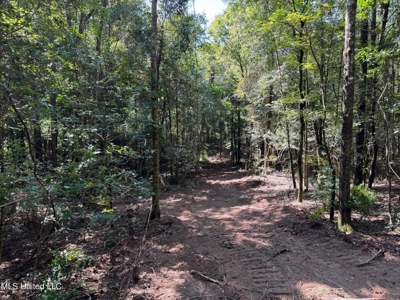 32 +/- Acres Near McComb, MS - Hunting, Timber, Homesite - image 8