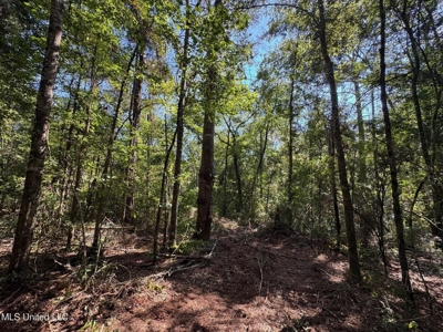 32 +/- Acres Near McComb, MS - Hunting, Timber, Homesite - image 6